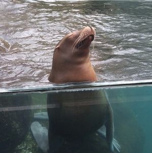 Meet your Posher, William